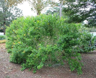 Orange Zest Jessamine